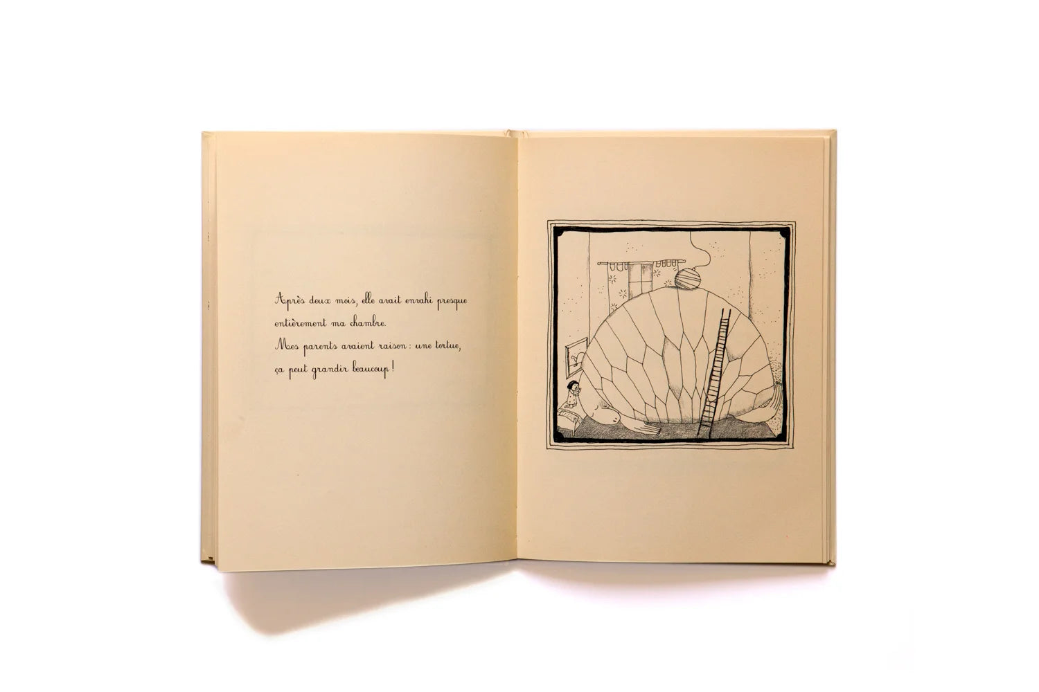 Je voulais une tortue